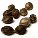 Семена марихуаны АК-47  (Seeds AK-47) в Обояни